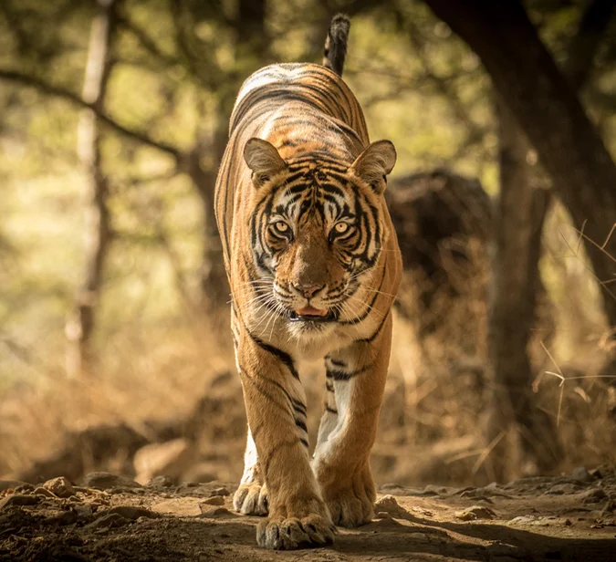 Tiger i Ranthambhore – rå eleganse og stillhet i jungelen på rundreise til India.